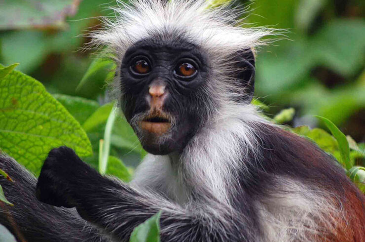 Zanzibar colobus aap