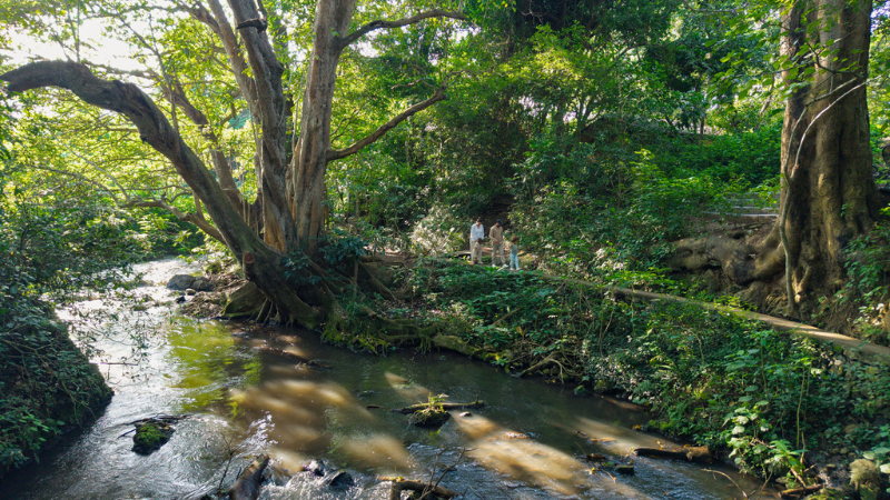 Rivertrees Country Inn