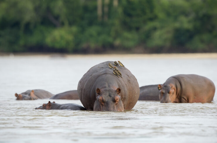 Selous safari
