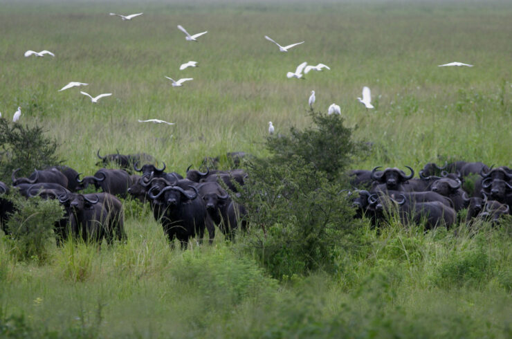 Katavi safari