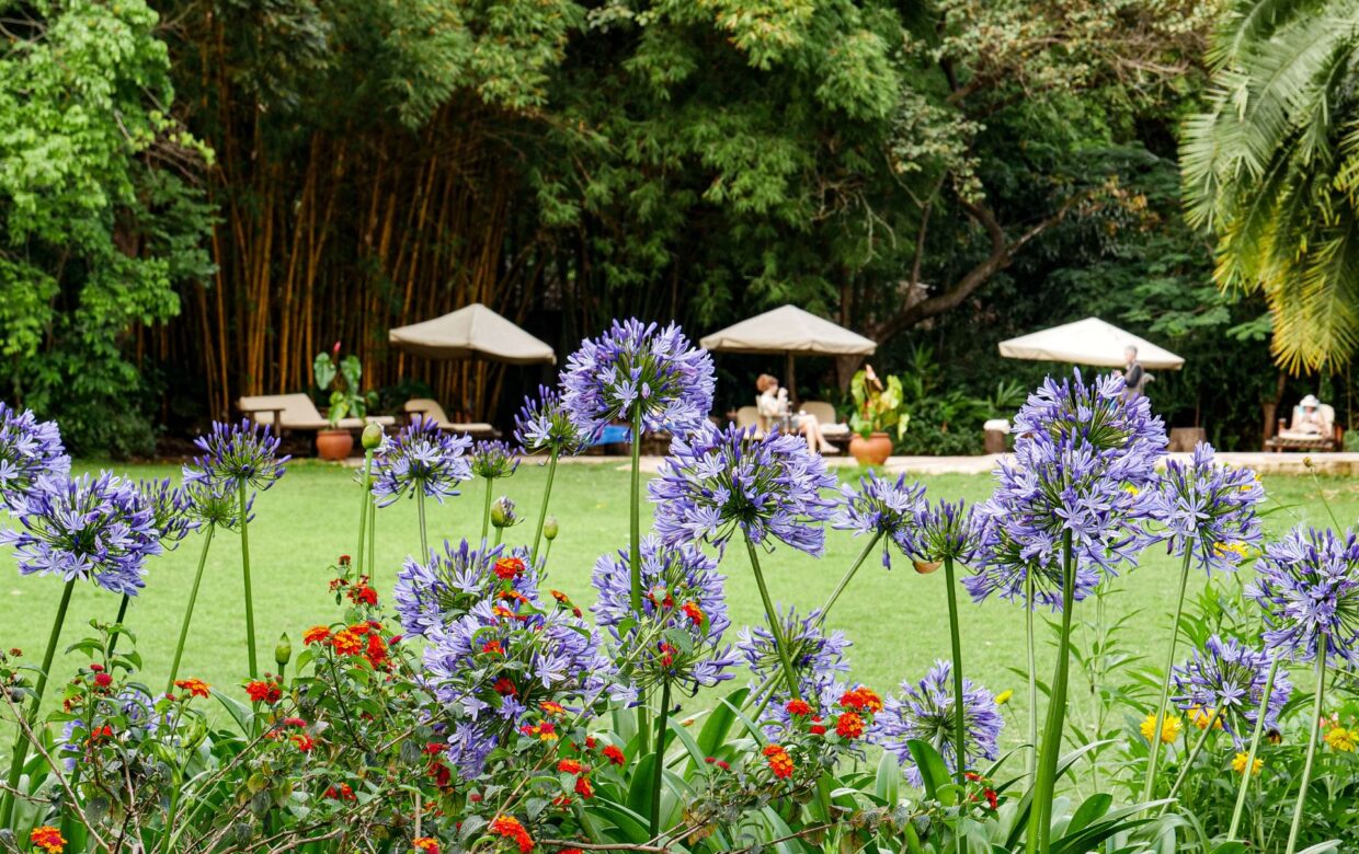 Moivaro Coffee Lodge bloemen in tuin