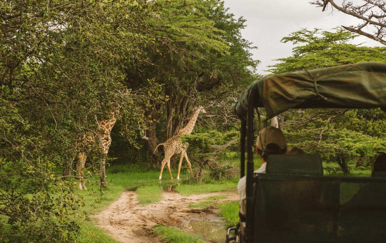 Rufiji River Camp - Ruaha National Park - Tanzania