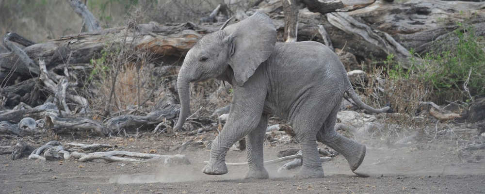 Winter safari trip Tanzania – 12 days