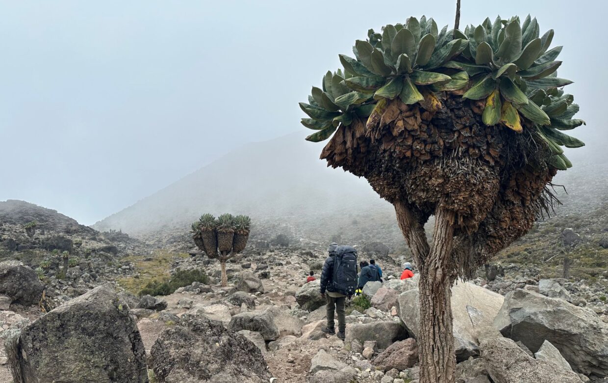 Kilimanjaro beklimmen ruige natuur - Explore Tanzania