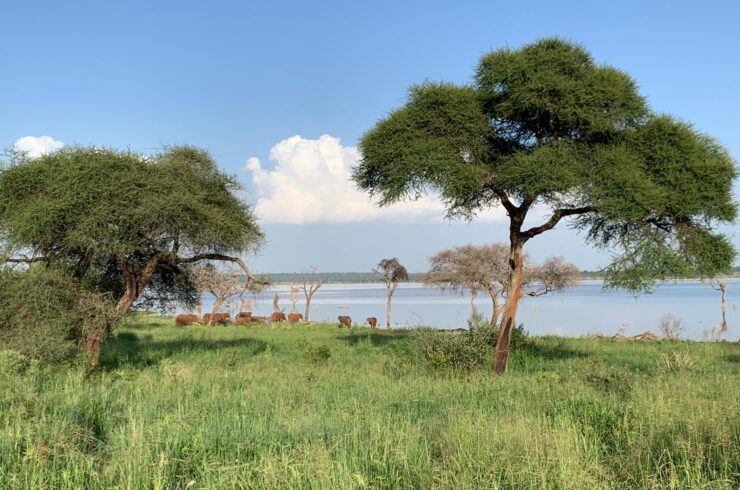 Safari Tarangire Explore Tanzania
