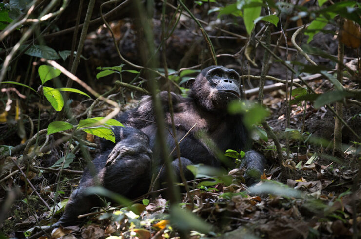 Chimpanzee 