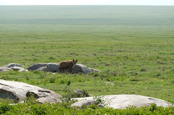 Hyena in Serengeti