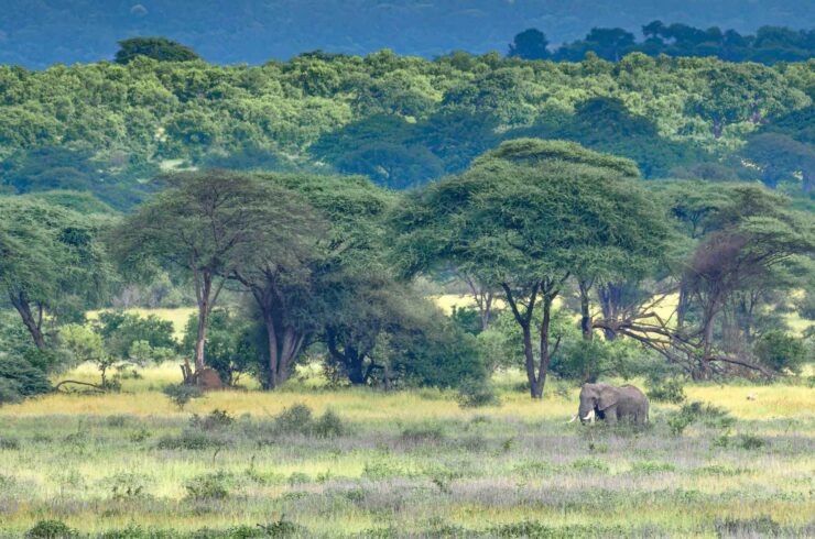 Rondreis Tanzania