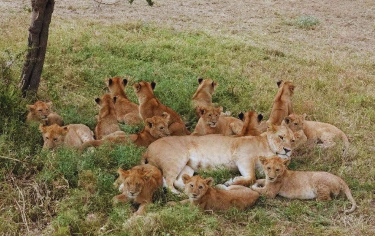 Winter safari trip Tanzania – 12 days