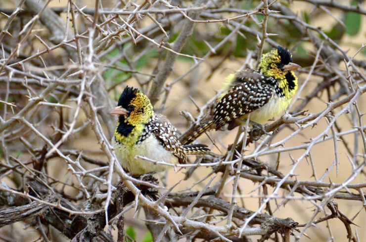 Slow Travel - reisverhaal Explore Tanzania Ruth en Hans