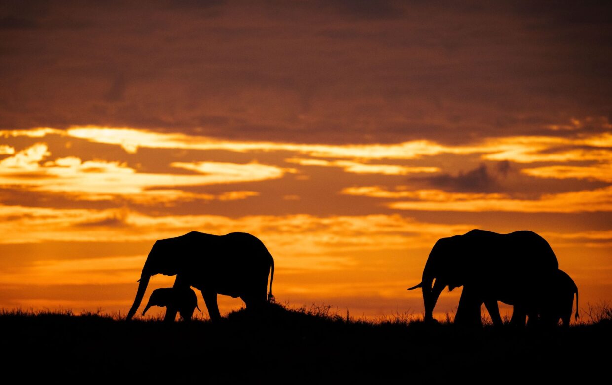 Winter safari reis Tanzania – 12 dagen