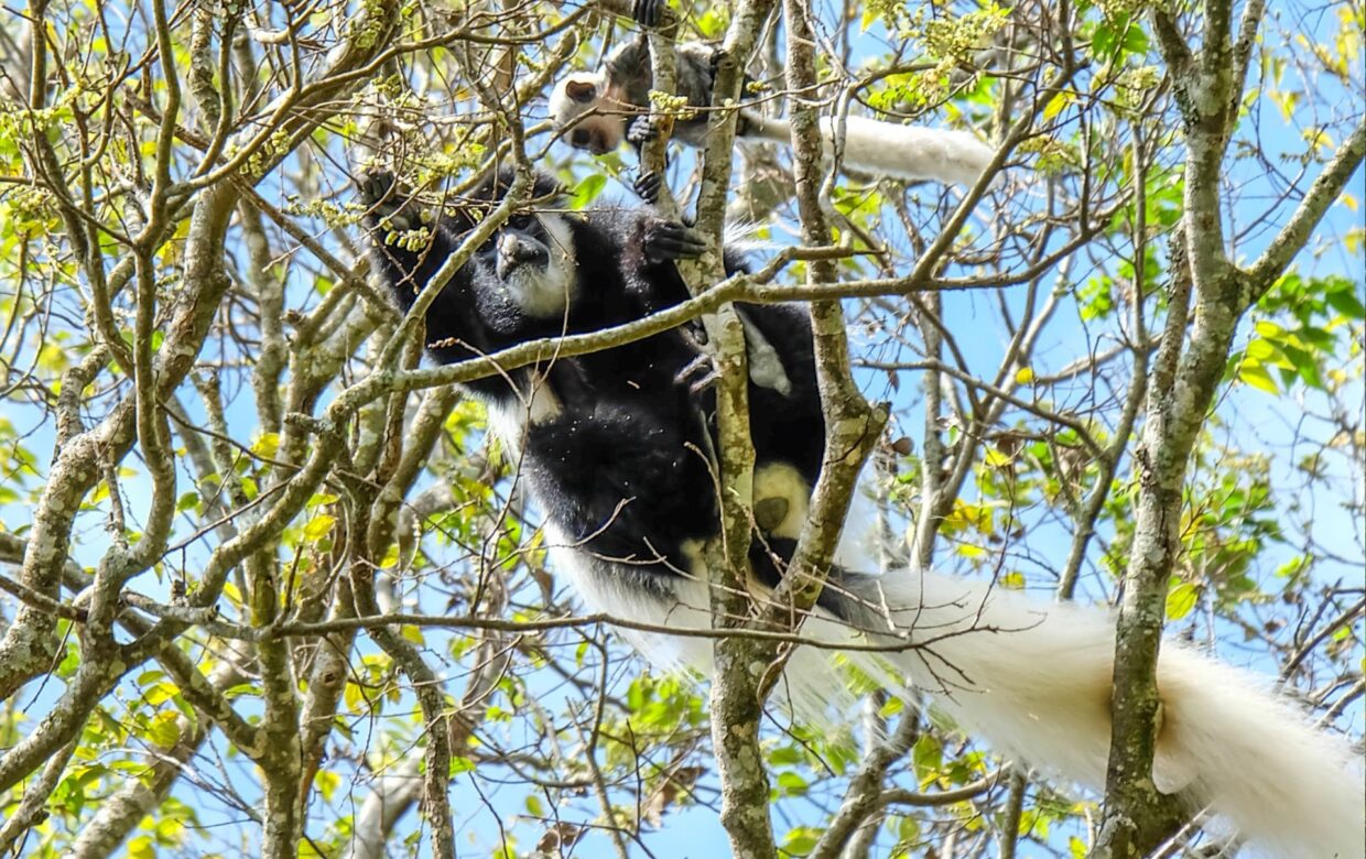 Winter safari reis Tanzania – 12 dagen