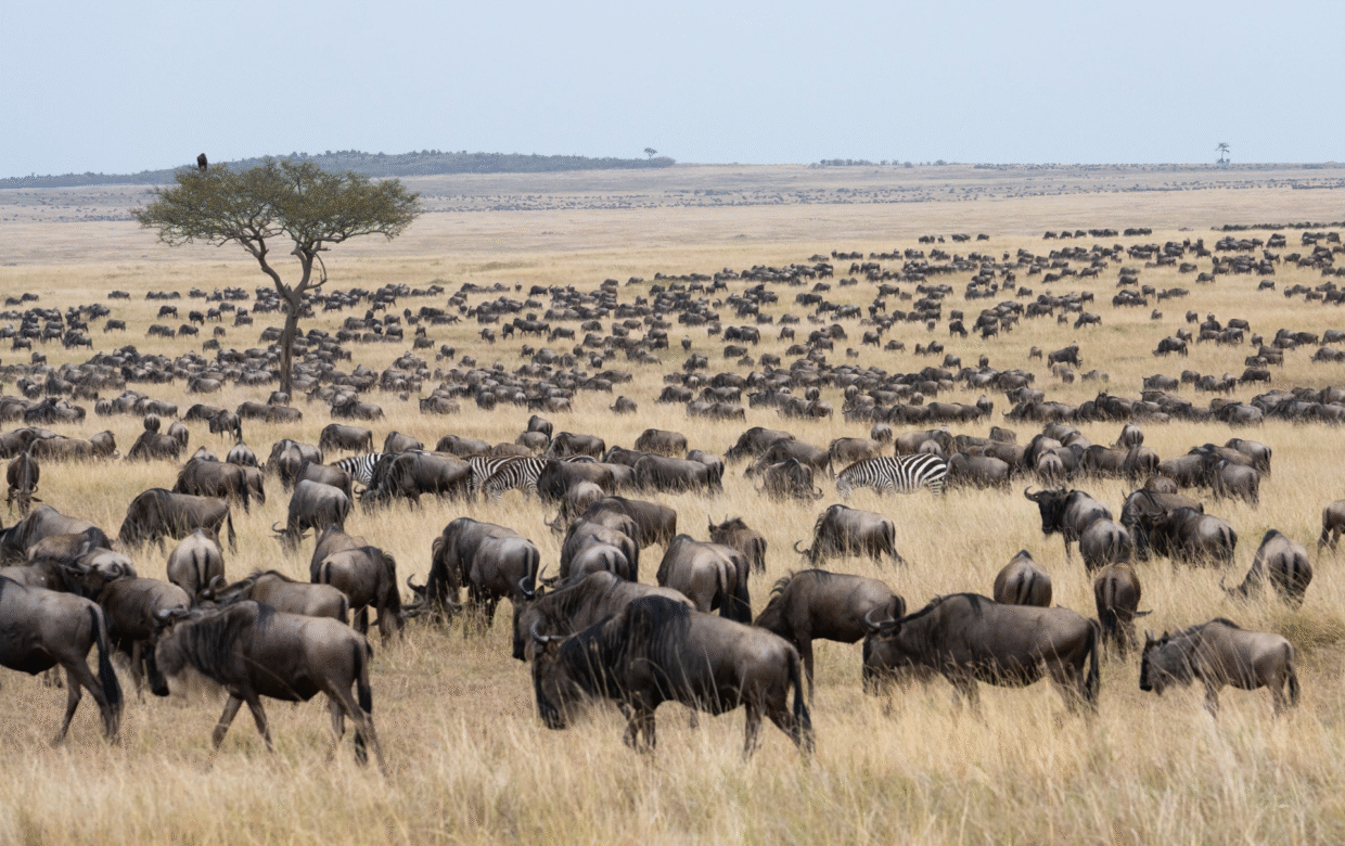 Kusini Serengeti