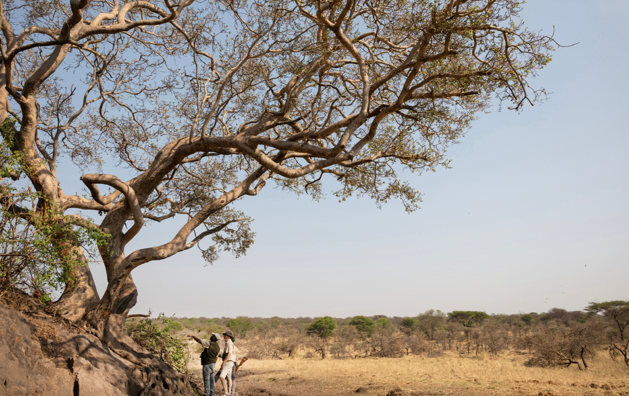 Kusini Serengeti