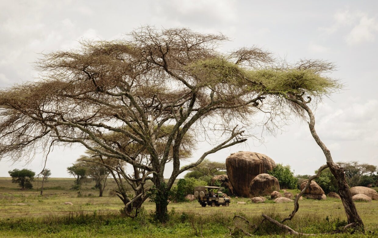 Kusini Serengeti