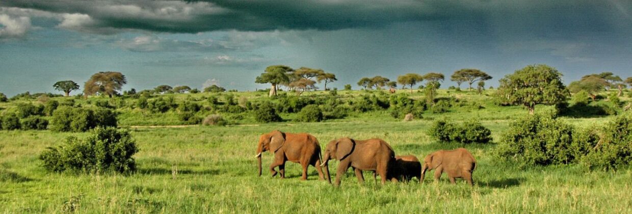 Manyara safari Tanzania - Wie is de Mol 2026 locatie