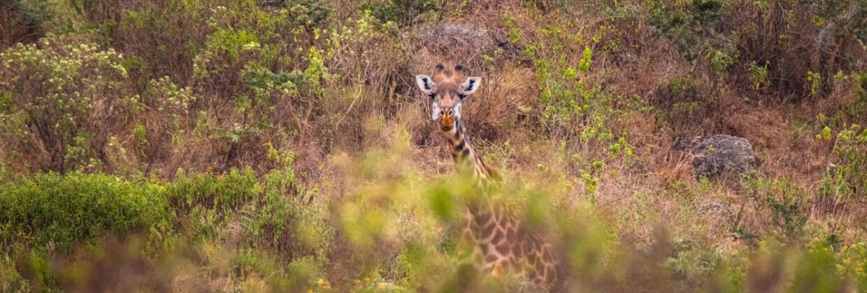 Safari Arusha National Park Tanzania - Wie is de Mol 2026 locatie