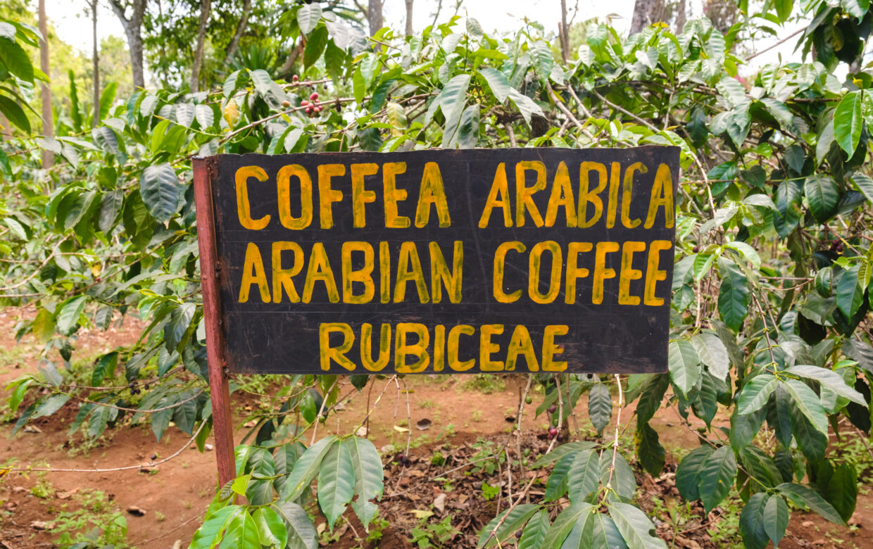 Koffie Arusha Kilimanjaro Tanzania - Wie is de Mol 2026 locatie