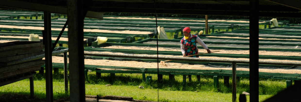 Koffieplantage Arusha Tanzania - Wie is de Mol 2026 locatie
