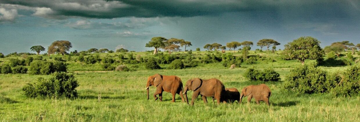 Tarangire National Park safari - Wie is de Mol 2026 locatie