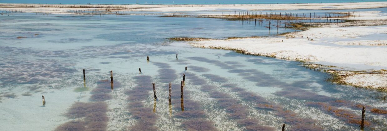 Zeewierplantage Zanzibar - Wie is de Mol 2026 locatie