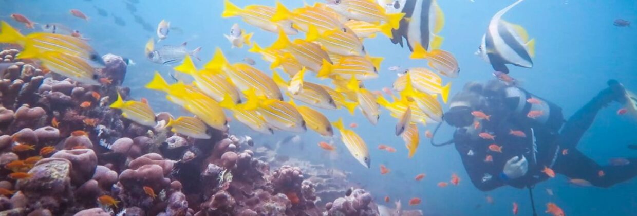 Duiken en snorkelen Zanzibar eiland - Wie is de Mol 2026 locatie