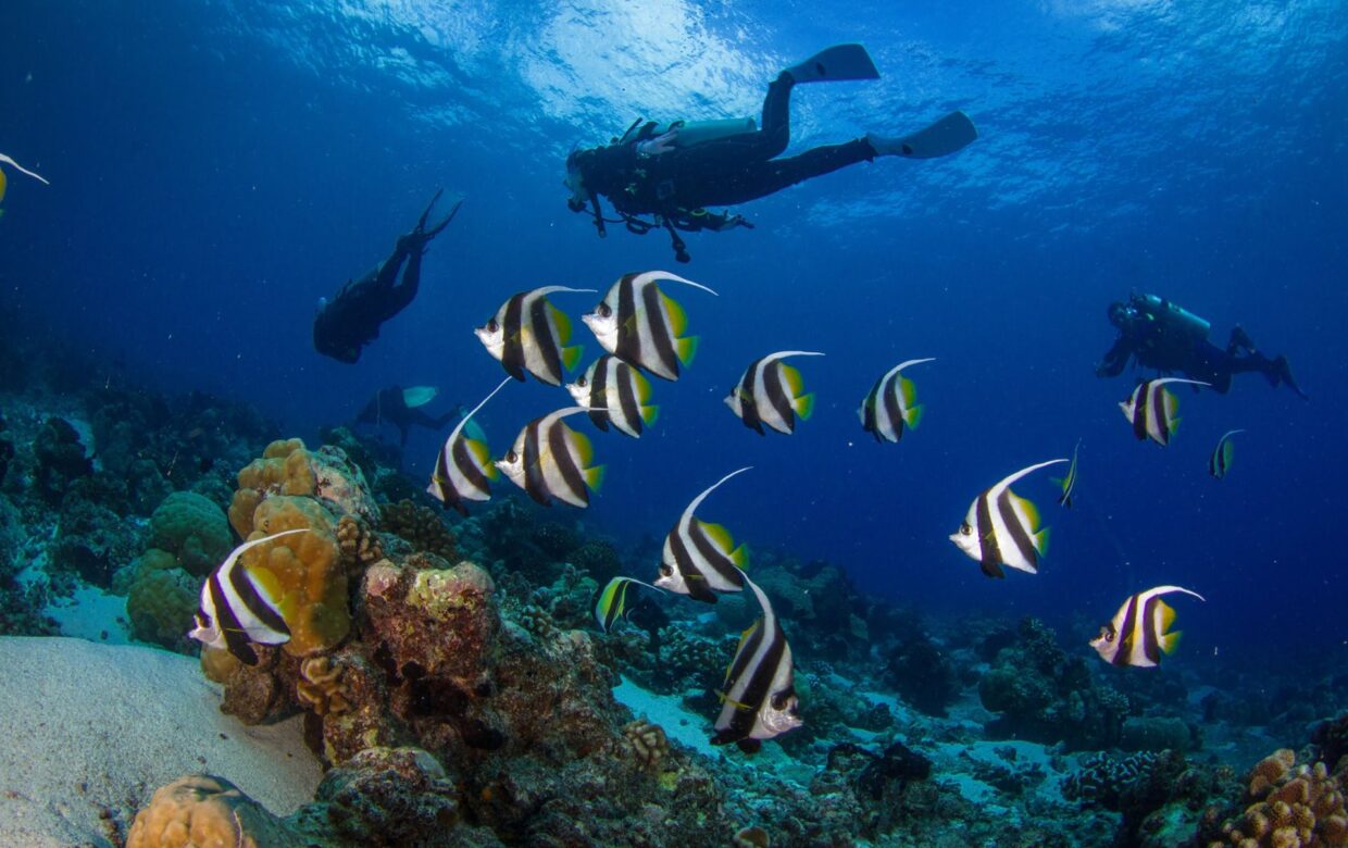 Duiken en snorkelen op Zanzibar - Wie is de Mol 2026 locatie